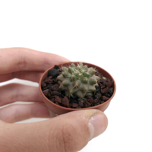Kleiner Sukkulentenkaktus Copiapoa serpentisulcata mit abgerundeten Warzen und feinen Stacheln in einem Topf, der von Hand gehalten wird