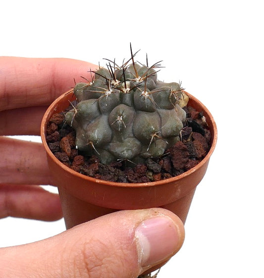Kleine zeldzame Copiapoa cinerea X desertum vetplant cactus met grijsgroene knobbels en donkere stekels in pot