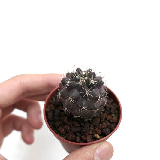 Petit cactus succulent Copiapoa humilis X griseoviolacea de couleur violet foncé avec des épines blanches en pot