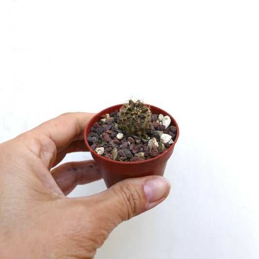 Piccolo cactus succulento tondo Copiapoa goldii con spine dorate in vaso