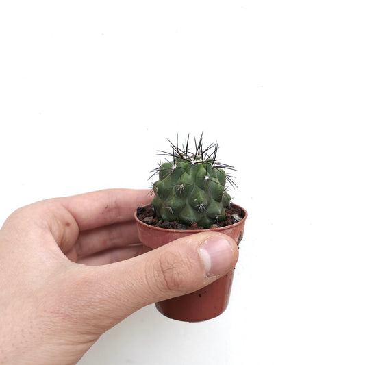 Copiapoa cinerea X fiedleriana liten grønn kaktus med fremtredende mørke torner i potte holdt i hånd