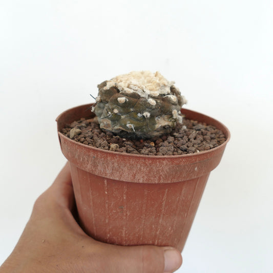 コピアポア・ヒポガエア 希少な小型サボテン、綿毛のあるアレオーレと暗色の棘が特徴、鉢植え