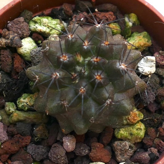 Copiapoa atacamensis small dark green succulent cactus with long thin spines in rocky soil