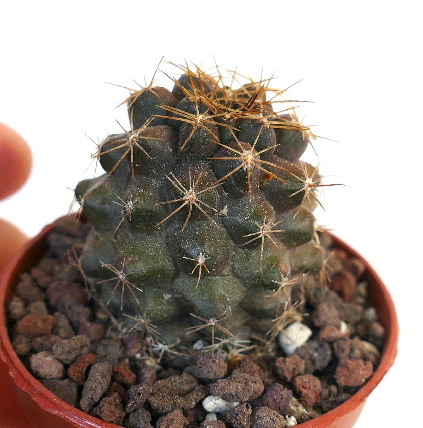 Copiapoa goldii small dark green succulent cactus with long golden spines in pot