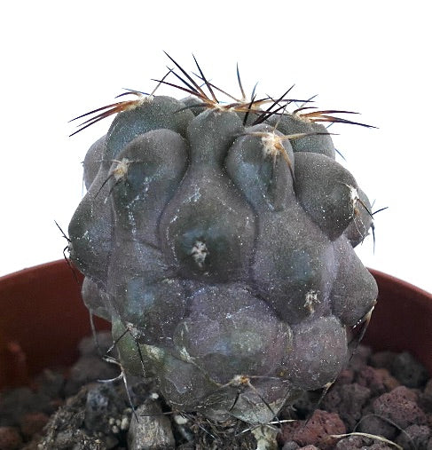 Copiapoa cinerea rare succulent cactus with dark gray bulbous body and long spines