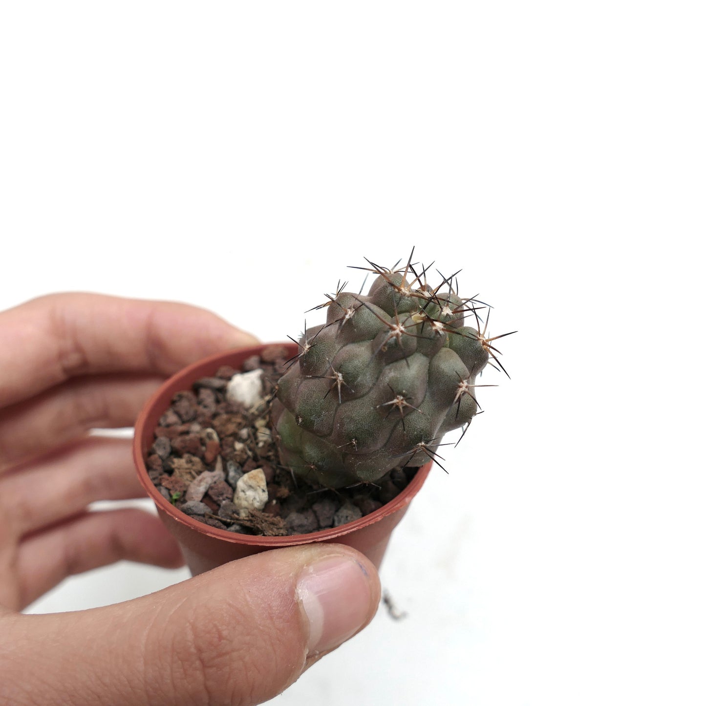 Copiapoa cinerea X columna-alba liten sukkulent kaktus med mørke torner i terrakottakrukke