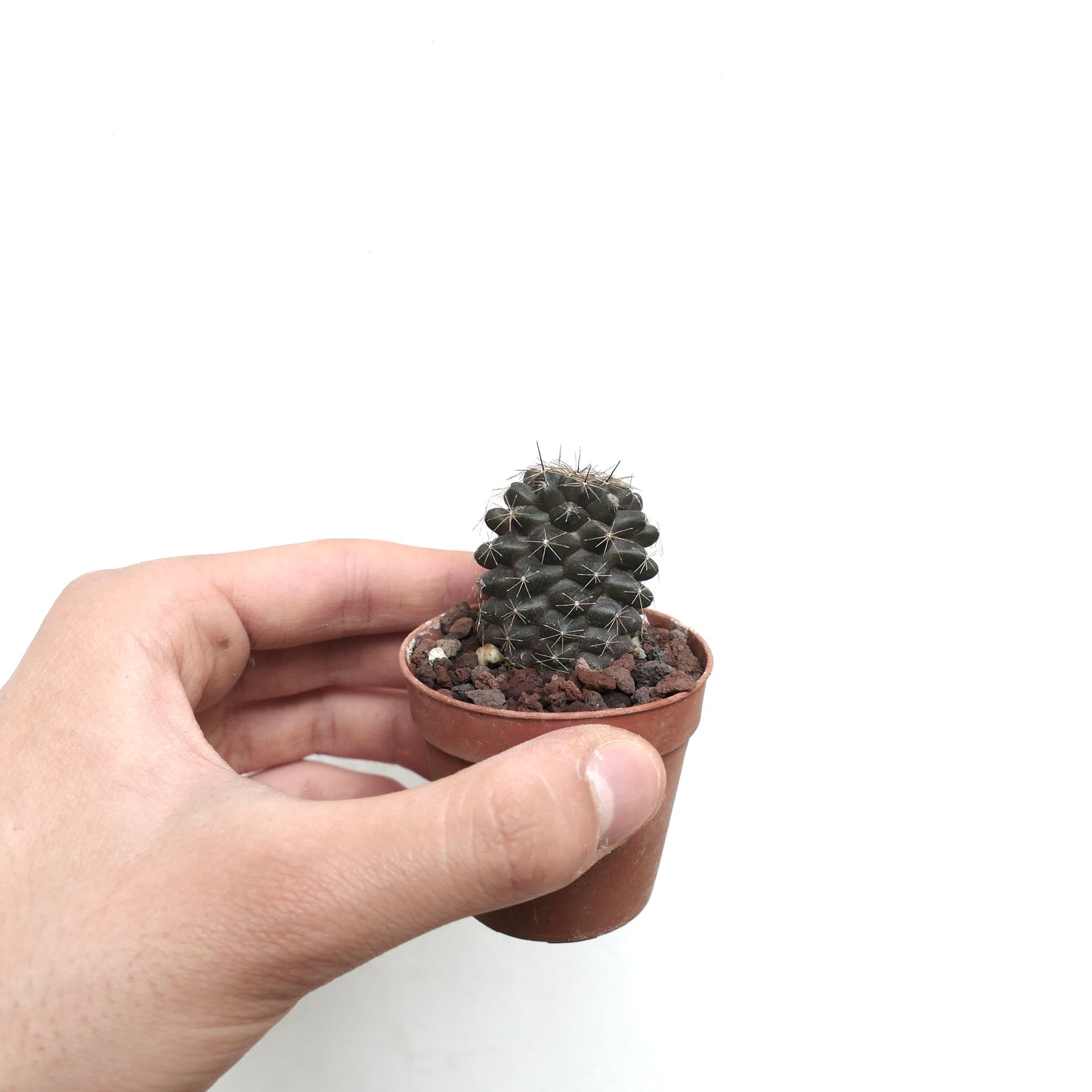 Copiapoa humilis small dark green cactus with short spines in terracotta pot held by hand