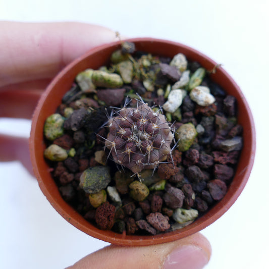 Copiapoa goldii small rare cactus with dark spines and textured round body in pot