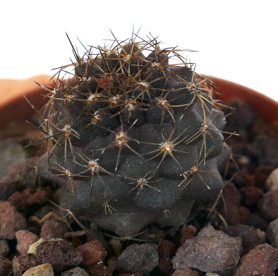 Cacto suculento escuro Copiapoa atacamensis X serpentisulcata com espinhos longos e afiados em solo rochoso