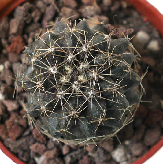 Copiapoa humilis dark green succulent cactus with long thin spines and ribbed structure
