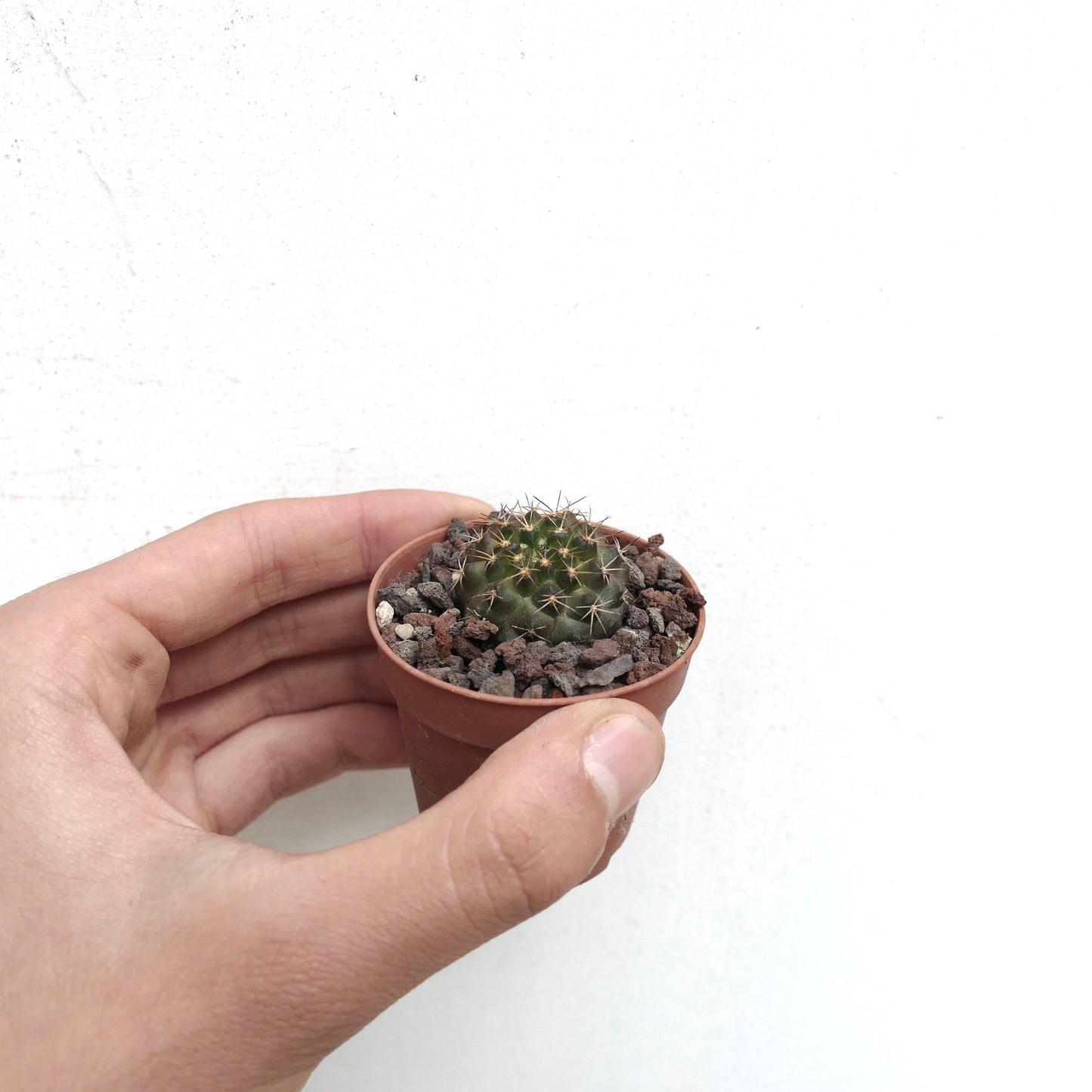 Copiapoa goldii small round cactus with short spines in a tiny pot succulent specimen