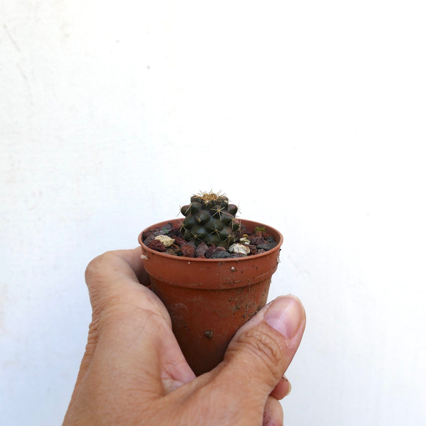 Copiapoa goldii small dark green cactus with golden spines in terracotta pot