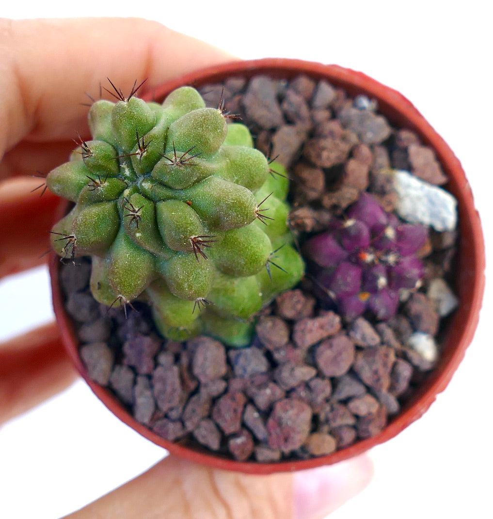 Pequeno cacto suculento Copiapoa cinerea X hypogaea com tubérculos verdes e roxos e espinhos afiados em vaso