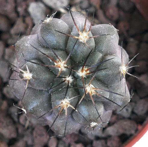 Copiapoa cinerea rare succulent cactus with grayish body and long dark spines