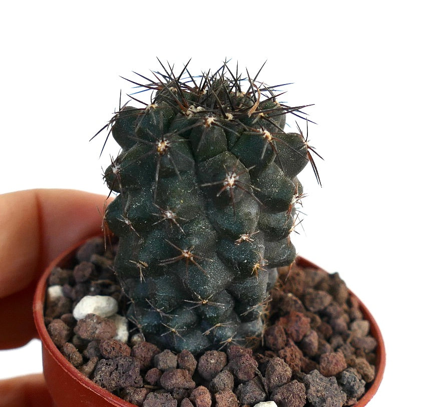 Copiapoa atacamensis x humilis zeldzame donkergroene vetplant cactus met scherpe stekels in pot