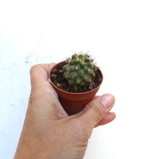 Piccolo cactus succulento Copiapoa goldii con spine gialle corte in un vaso marrone tenuto in mano