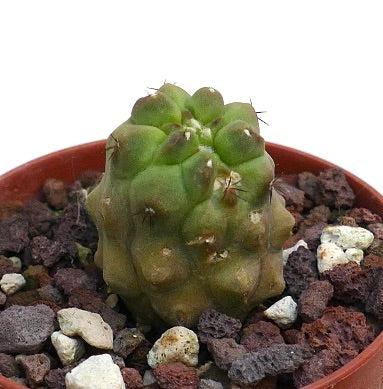 โคปิอาโพอา ซิเนเรอา วารีย์ นูดา X ไฮโพแกอา มอนสทรูโอซา กระบองเพชรอวบน้ำขนาดเล็กหายากที่มีตุ่มหนามไม่สม่ำเสมอและหนามเบาบาง