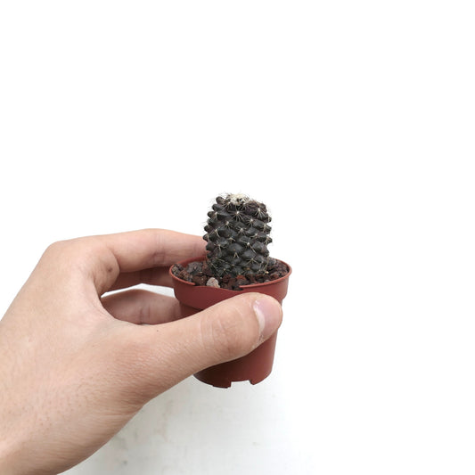 Copiapoa humilis small dark green cactus with white spines in a brown pot held by hand