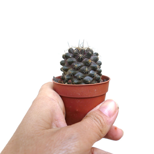 Copiapoa humilis small dark green cactus with short spines in a brown pot held by hand