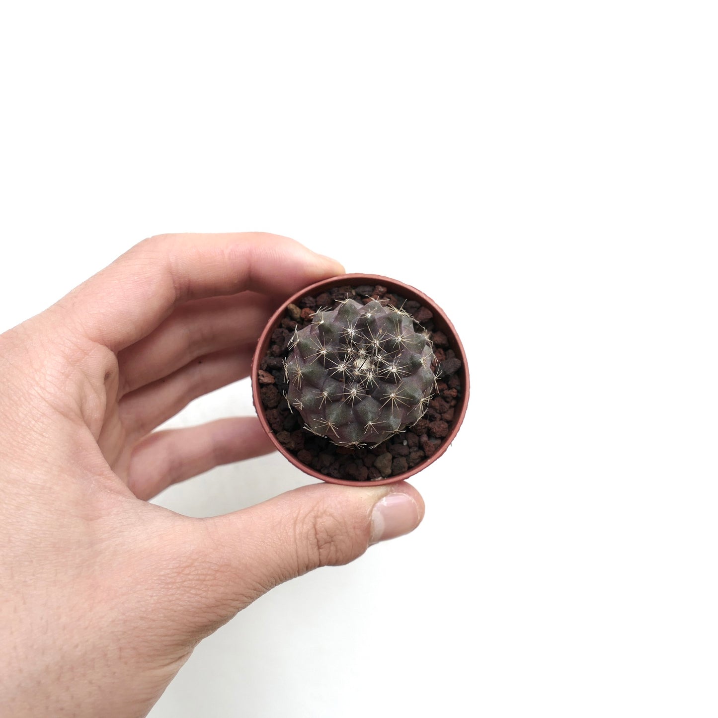 Copiapoa humilis piccolo cactus viola scuro con spine radiali in un vaso tenuto a mano