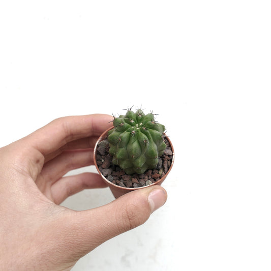 코피아포아 시네레아 작은 녹색 다육 식물 선인장, 짧고 어두운 가시가 있는 손에 쥘 수 있는 화분