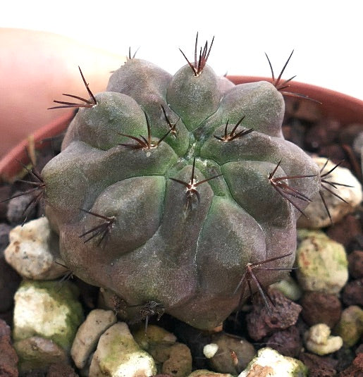 Copiapoa cinerea x hypogaea succulent cactus met afgeronde knobbels en donkere stekels