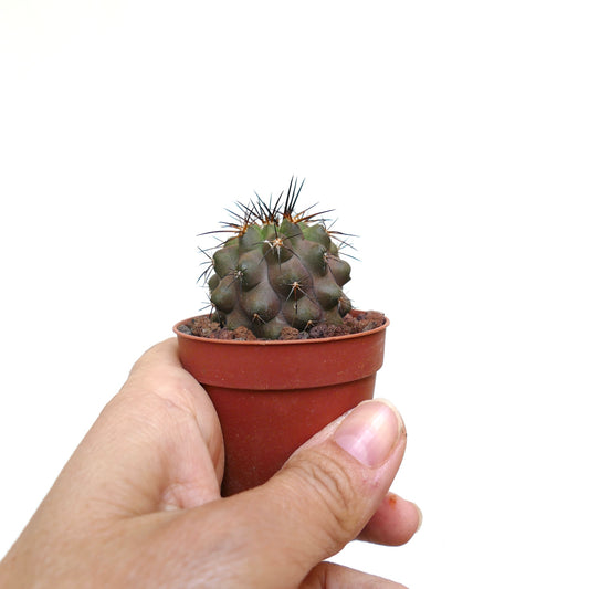 Copiapoa atacamensis X cinerea liten sukkulent kaktus med mørkegrønne knopper og skarpe torner i potte