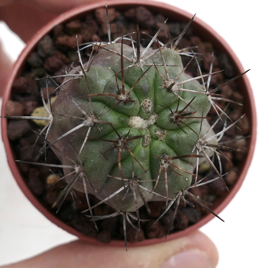 Copiapoa rupestris, cactus verde con spine lunghe e scure e costolature arrotondate in piccolo vaso