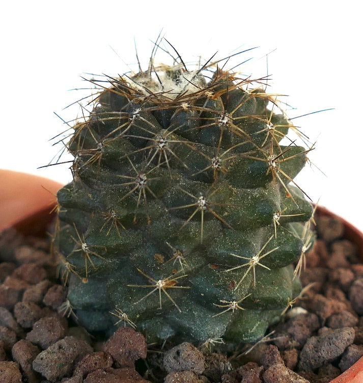 Copiapoa humilis X serpentisulcata small round cactus with dense spines and dark green stem