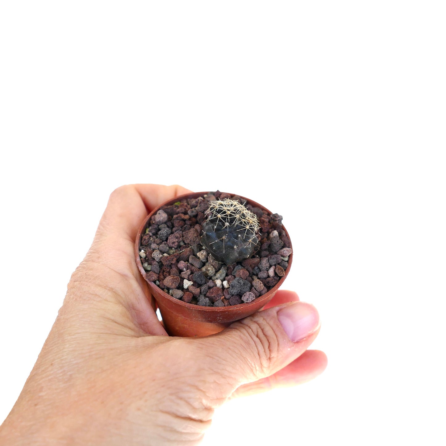 โคปิอาโพอา เทนูอิสซิมมา กระบองเพชรขนาดเล็กสีเข้มมีหนามสีขาวกระจายบางๆ ในกระถางสีน้ำตาลที่ถือด้วยมือ