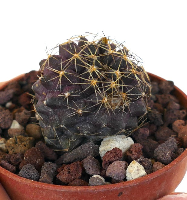 Copiapoa goldii rare dark purple succulent cactus with golden spines in terracotta pot