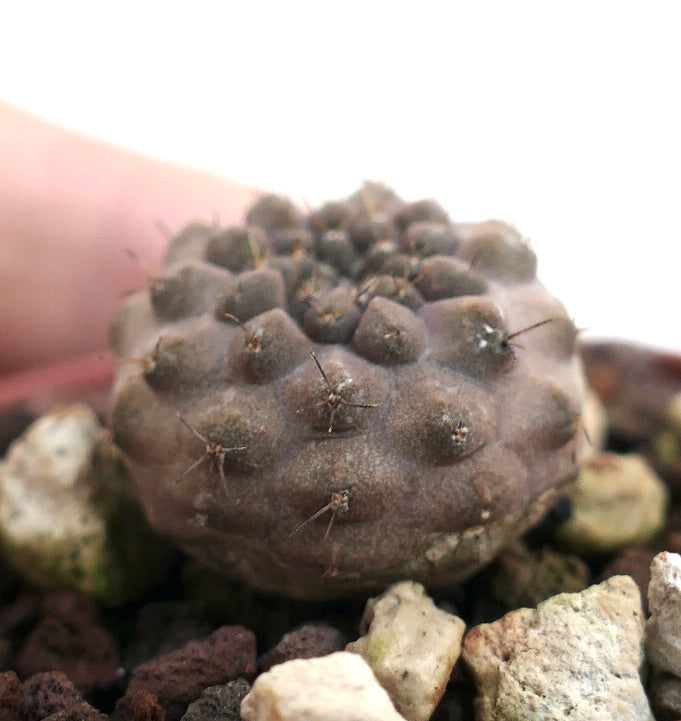 Copiapoa cinerea piccolo cactus rotondo con poche spine e superficie strutturata, esemplare di succulenta