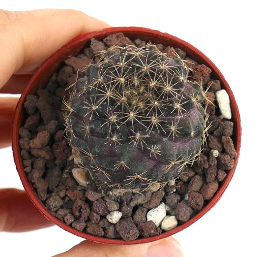 Donkergroene Copiapoa humilis X serpentisulcata succulente cactus met gele stekels in pot