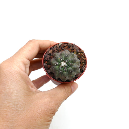 Copiapoa columna-alba X hypogaea liten saftig kaktus med mørkegrønn ribbet kropp og fine pigger