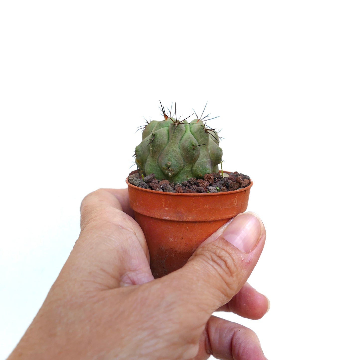 Copiapoa dealbata X hypogaea pequeno cacto verde com espinhos proeminentes em vaso de terracota