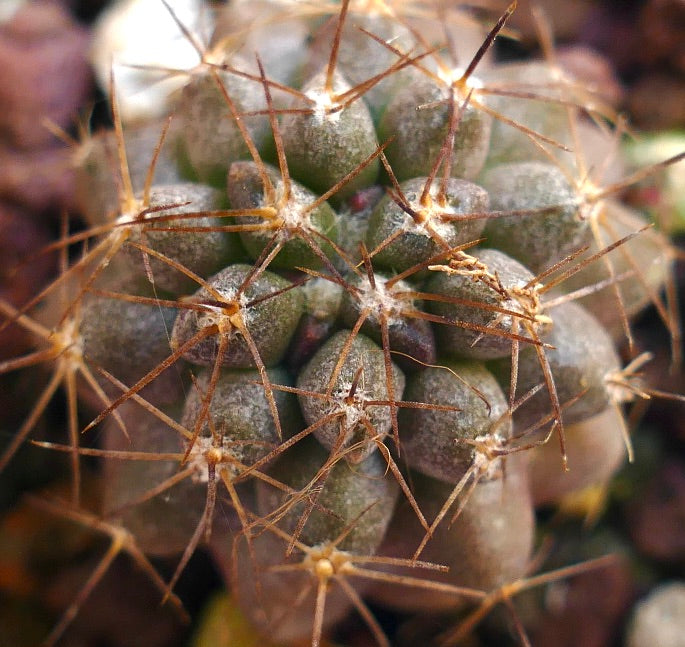 Copiapoa goldii rare succulent cactus with dense brown spines and rounded tubercles