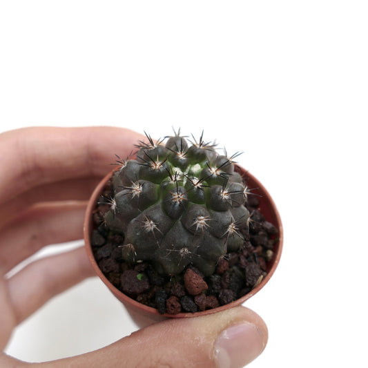 Copiapoa columna-alba X cinerea liten mørkegrønn kaktus med skarpe svarte torner i potte