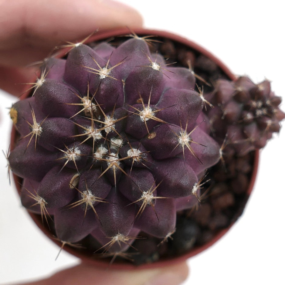 Copiapoa copiapoa griseoviolacea x humilis raro cactus succulento viola con spine appuntite