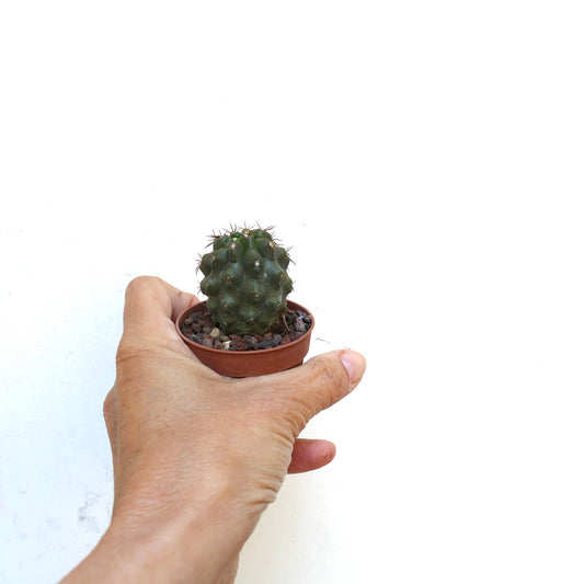 Copiapoa bridgesii X cinerea nudum liten grønn kaktus med korte torner i potte holdt i hånden