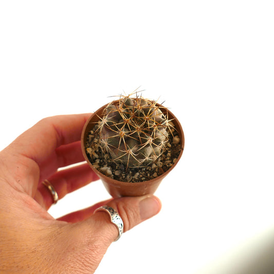 Copiapoa goldii piccolo cactus rotondo con spine marroni in un vaso da tenere in mano