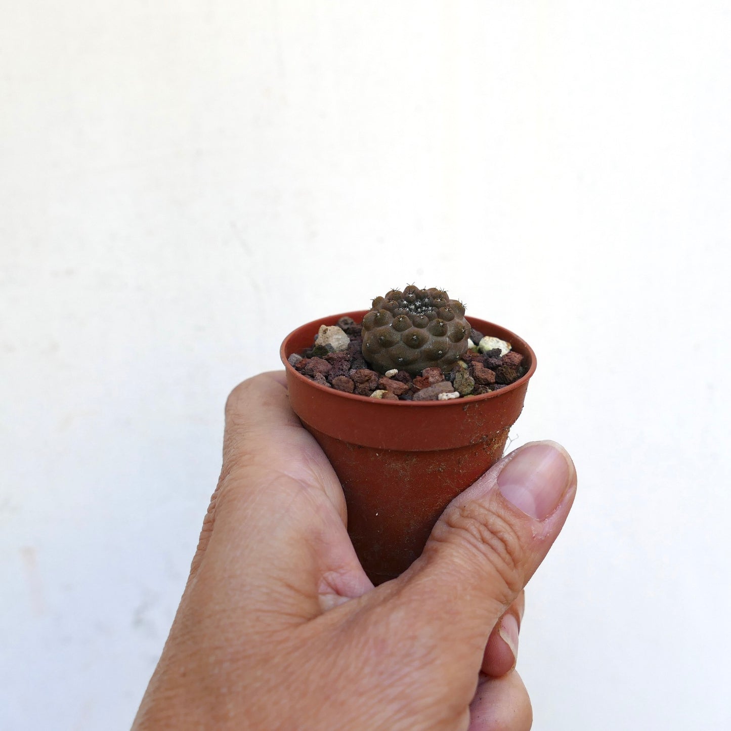 Copiapoa hypogaea small rare succulent cactus with rounded tubercles in terracotta pot