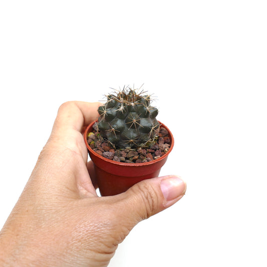 Copiapoa desertorum small dark green cactus with sharp spines in a red pot