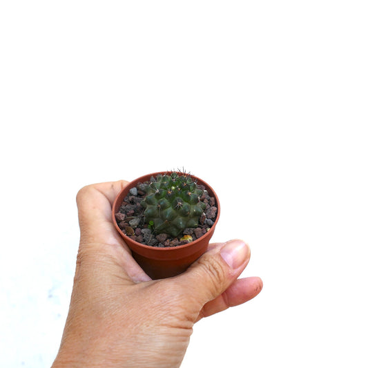 Copiapoa atacamensis X columna-alba liten grønn kaktus med skarpe pigger i potte