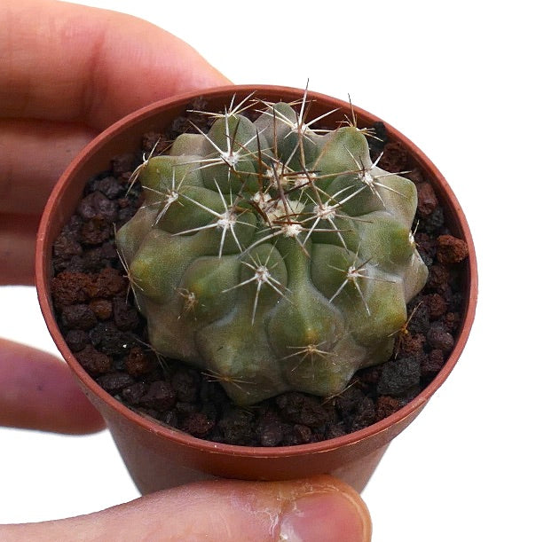 Copiapoa serpentisulcata small succulent cactus with thick ribs and long white spines in pot
