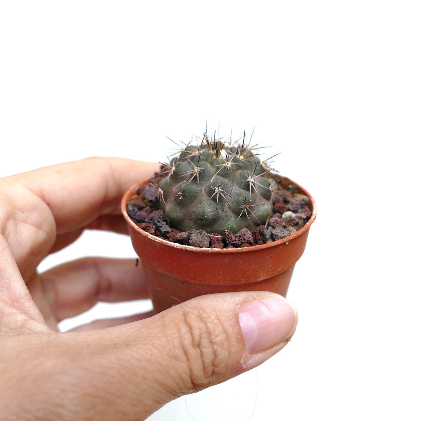 โคปิอาโพอา โคลุมนา-อัลบา X โกลดี้ แคคตัสอวบน้ำทรงกลมขนาดเล็กมีหนามสีเข้มในกระถาง ถือไว้ด้วยมือ