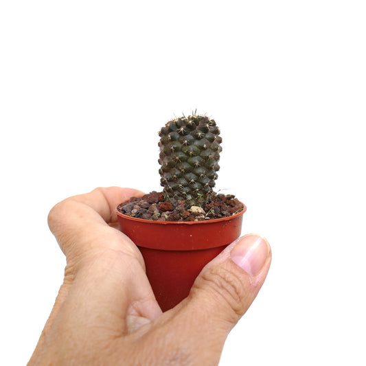 Copiapoa tenuissima small dark green cactus with short spines in a red pot