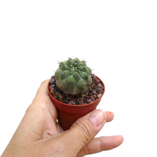 Copiapoa cinerea liten grønn kaktus med korte mørke torner i rød potte sukkulent eksemplar