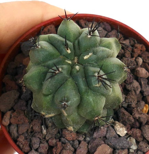 Copiapoa cinerea X hypogaea vetplant met donkere stekels en een gestructureerd groen lichaam