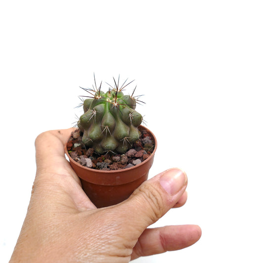 Kleine groene Copiapoa cinerea X bridgesii cactus met opvallende stekels in handpotje