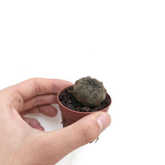 手に持たれた鉢の中の、濃い緑色でテクスチャーのある表面と小さなとげを持つ、小さな丸い多肉植物サボテン、コピアポア・ヒポガエア